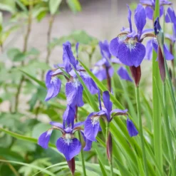 Sibirische Schwertlilie - Blaue Blüten ganz leicht