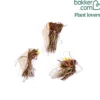 Sibirische Schwertlilie ‘Blue Bird’ (x3) - Tiefblaue Blüten ganz easy