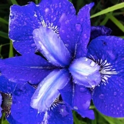 Sibirische Schwertlilie ‘Blue Bird’ (x3) - Tiefblaue Blüten ganz easy