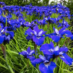 Sibirische Schwertlilie ‘Blue Bird’ (x3) - Tiefblaue Blüten ganz easy