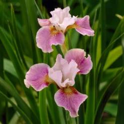 Sibirische Schwertlilie Dance Ballerina Dance - Rüschenblüten wie Tänzerinnen