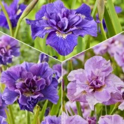 Sibirische Schwertlilien Mischung - Sibirische Iris, doppelte Blüten