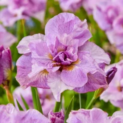 Sibirische Schwertlilien Mischung - Sibirische Iris, doppelte Blüten