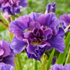 Sibirische Schwertlilien Mischung - Sibirische Iris, doppelte Blüten