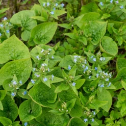 Sibirisches Vergissmeinnicht - Blaues Blütenmeer im Schatten