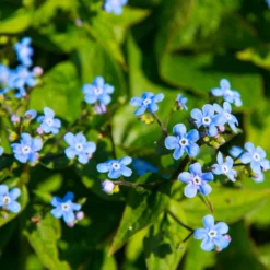 Sibirisches Vergissmeinnicht - Blaues Blütenmeer im Schatten