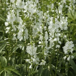 Sidalcea candida - Weiße Blüten den ganzen Sommer