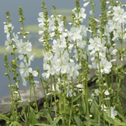 Sidalcea candida - Weiße Blüten den ganzen Sommer