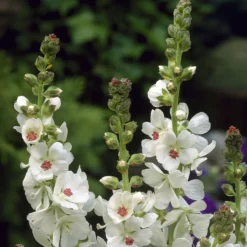 Sidalcea candida - Weiße Blüten den ganzen Sommer