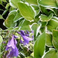 Siebolds Hosta Ginko Craig - Sofort mehr Struktur im Schatten