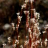 Silber Bartgras - Silbriger Glanz im Herbst