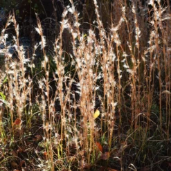 Silber Bartgras - Silbriger Glanz im Herbst