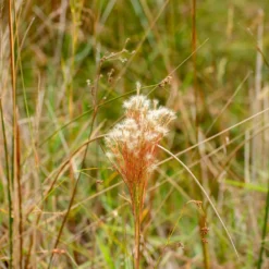 Silber Bartgras - Silbriger Glanz im Herbst