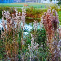 Silber Bartgras - Silbriger Glanz im Herbst