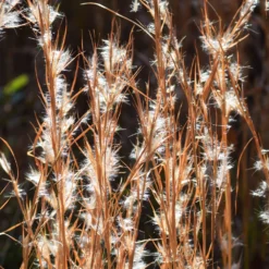 Silber Bartgras - Silbriger Glanz im Herbst