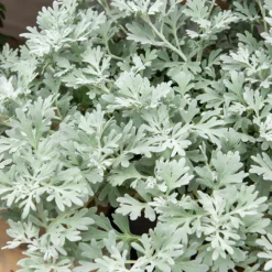 Silber-Beifuß ‘Boughton Silver’ - Silberteppich sofort im Beet