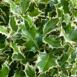 Silberbunte Stechpalme - Struktur im Garten das ganze Jahr