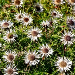 Silberdistel - Alpenlook ohne Aufwand