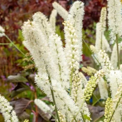 Silberkerze White Pearl - Duftende Blüten im Herbst