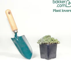 Silberkissen - Silberteppich für sonnige Beete