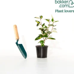 Silber-Ölweide ‘Maculata’ - Goldlaub das ganze Jahr