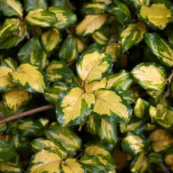 Silber-Ölweide ‘Maculata’ - Goldlaub das ganze Jahr