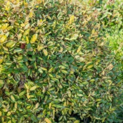 Silber-Ölweide ‘Maculata’ - Goldlaub das ganze Jahr