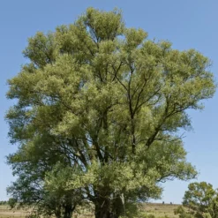 Silberweide - Schnell groß, silbrig schön
