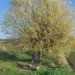 Silberweide - Schnell groß, silbrig schön