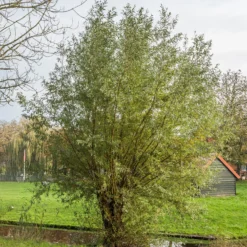 Silberweide - Schnell groß, silbrig schön