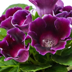 Sinningia speciosa Lila - Samtblüten fürs Fensterbrett