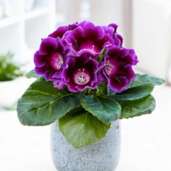 Sinningia speciosa Lila - Samtblüten fürs Fensterbrett