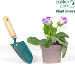 Sinningia speciosa Lila - Samtblüten fürs Fensterbrett