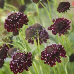 Skabiose ‘Chile Black’ - Fast schwarze Blüten