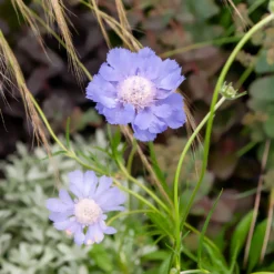 Skabiose 'Perfecta' - Zarte Blüten den ganzen Sommer