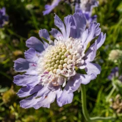Skabiose 'Perfecta' - Zarte Blüten den ganzen Sommer