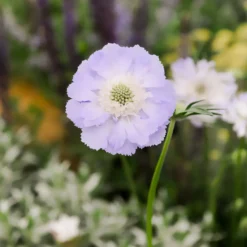 Skabiose 'Perfecta' - Zarte Blüten den ganzen Sommer