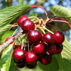 Süßkirsche 'Burlat' - Erste Kirschen des Jahres