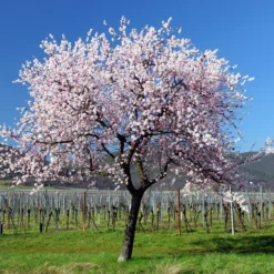 Süßmandel - Rosa Blüten, echte Mandeln