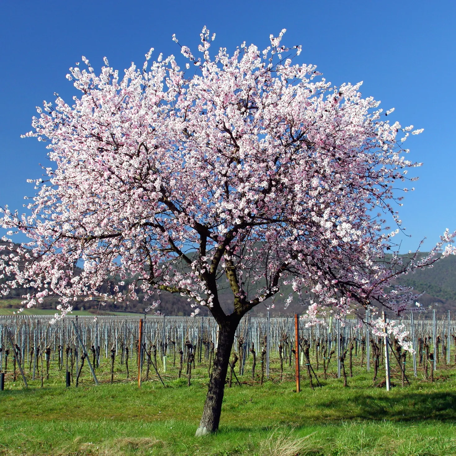 Süßmandel - Rosa Blüten, echte Mandeln