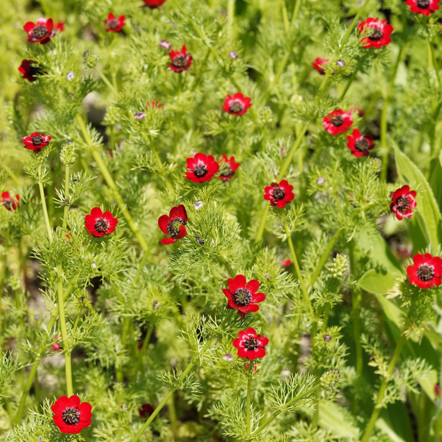 Sommer-Adonisröschen ‘Deep Red’ - Tiefrote Blüten den Sommer über