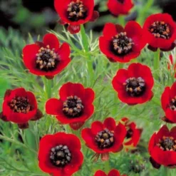 Sommer-Adonisröschen ‘Deep Red’ - Tiefrote Blüten den Sommer über