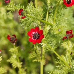 Sommer-Adonisröschen ‘Deep Red’ - Tiefrote Blüten den Sommer über