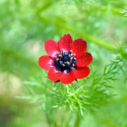 Sommer-Adonisröschen ‘Deep Red’ - Tiefrote Blüten den Sommer über