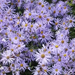 Sommer-Aster 'Mönch' - Monatelang blau blühend