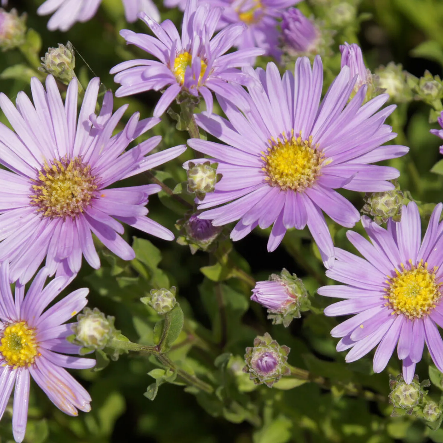 Sommer-Aster 'Rosa Erfüllung' - Farbe bis in den Herbst
