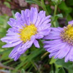 Sommer-Aster 'Rudolf Goethe' - Farbe bis in den Herbst