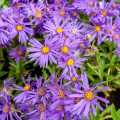 Sommer-Aster 'Veilchenkönigin' - Violette Blüten bis November