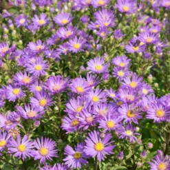 Sommer-Aster 'Veilchenkönigin' - Violette Blüten bis November