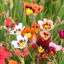 Sommerblüher-Blumenzwiebeln Mischung (x30) - Ein Sommer voller Farben